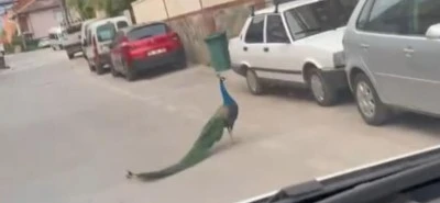 Bursa'da sokak ortasında gezen tavus kuşu ilgin&ccedil; anlar yaşattı