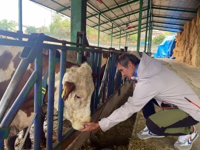 Bursa'da s&uuml;t ineklerinin sağlığını yapay zeka ile 24 saat takip ediyorlar