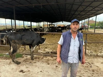 Bursa'da s&uuml;t sığırcılığı yapan &uuml;retici dertli: 8 buzağımızı şapa verdik