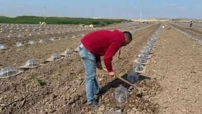 Bursa'da tarım iş&ccedil;ilerini ve &ccedil;ift&ccedil;ileri en &ccedil;ok turfanda karpuz dikimi zorluyor