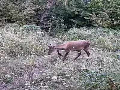 Bursa'da tarlasına kurduğu fotokapanla yaban hayatını g&ouml;r&uuml;nt&uuml;ledi