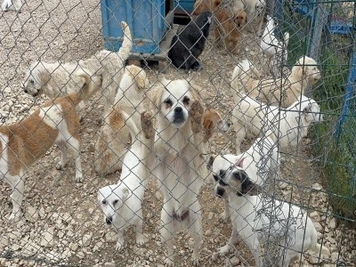 Bursa'da terk edilen can dostlarımız sahiplenilmeyi bekliyor