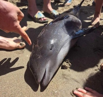 Bursa'da vatandaşlar &ouml;l&uuml; yunus buldu