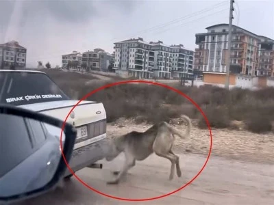 Bursa'da vicdansızlığın fotoğrafı
