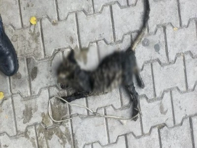 Bursa'da vicdansızlık: Yavru kediyi ayaklarından bağlayarak denize atıldı