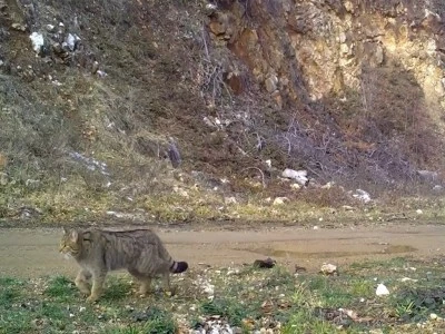 Bursa'da yaban kedisi g&ouml;r&uuml;nt&uuml;lendi