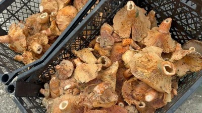 Bursa'da yağmur yağdı, fiyatı 300 liradan 100 liraya d&uuml;şt&uuml;