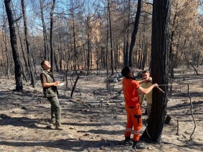 Bursa'da yanan ağa&ccedil;ları tek tek saydılar