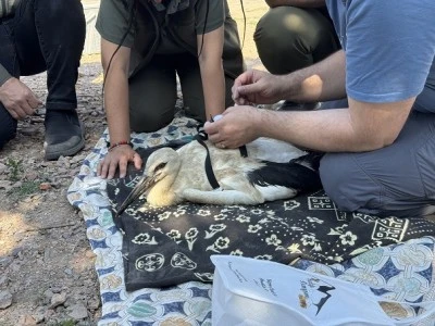 Bursa'da Yaren Leylek ve yavrularına uydu vericisi takıldı