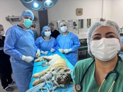 Bursa'da yavru kaplan zorlu bir ameliyattan sonra sağlığına kavuşturuldu
