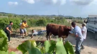 Bursa'da zapt edilemeyen boğa attığı tekmeyle bir kişiyi bu şekilde savurdu