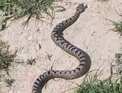 Bursa'da zehirli Kafkas burunlu engerek yılanı yakalandı 