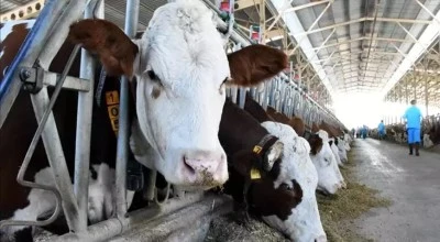 Bursa dahil 44 ilde hayvan pazarları aktif hale geldi