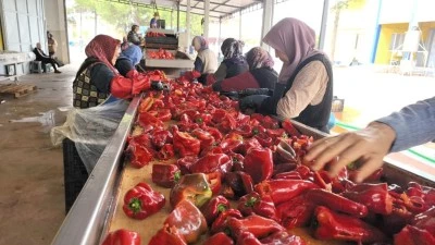 Bursa'dan Hollanda'ya bin 500 ton sal&ccedil;a ihracatı