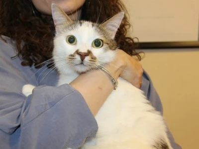 Bursa'dan Sivas'a giden 'Paşa' isimli kedi depresyona girdi