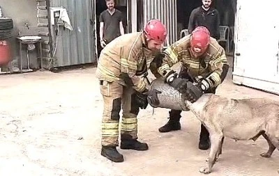Bursa'de başı hava filtresine sıkışan k&ouml;pek itfaiye tarafından kurtarıldı