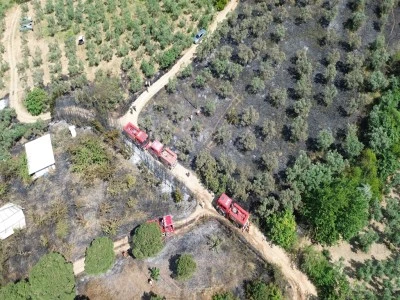 Bursa Gemlik'te zeytinlik alanda yangın