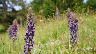 Bursa G&uuml;rsu'ya &ouml;zg&uuml; G&ouml;k Sığırkuyruğu en g&uuml;zel hali ile a&ccedil;tı