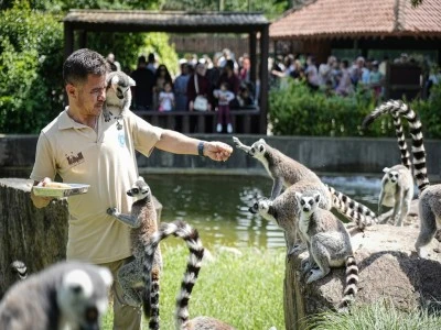 Bursa Hayvanat Bah&ccedil;esi'nde penguenler klimalı odalarda, lemurlar ise soğuk meyveyle serinliyor