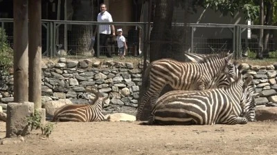 Bursa Hayvanat Bah&ccedil;esi'nde zebra ailesi genişliyor