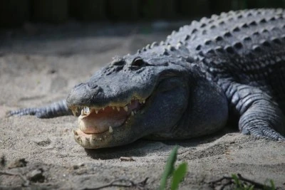 Bursa Hayvanat Bah&ccedil;esi'nin g&ouml;zdesi timsahın g&uuml;neş banyosu keyfi