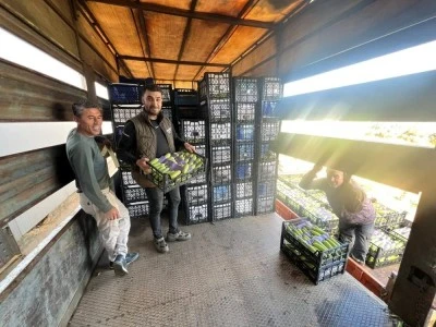 Bursa İznik'te kabak hasadı başladı