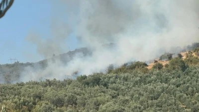 Bursa İznik'te zeytinlik alanda yangın