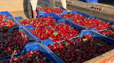 Bursa Karabodur Kirazı tezgaha &ccedil;ıktı!