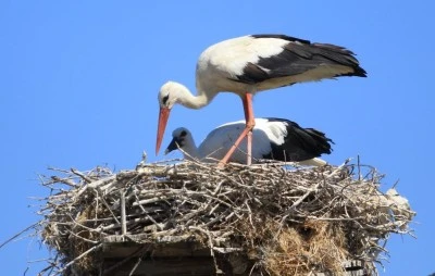 Bursa Karaoğlan K&ouml;y&uuml;'nde her iki haneye bir leylek d&uuml;ş&uuml;yor