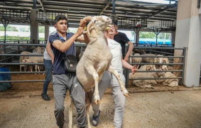 Bursa kurban pazarında 4 boynuzlu ko&ccedil;