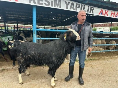 Bursa kurban pazarının şampiyon ke&ccedil;isi satıldı