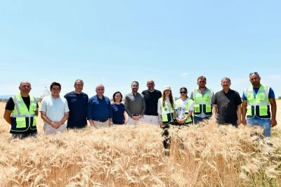 Bursa Mustafakemalpaşa'da buğday hasadı başladı