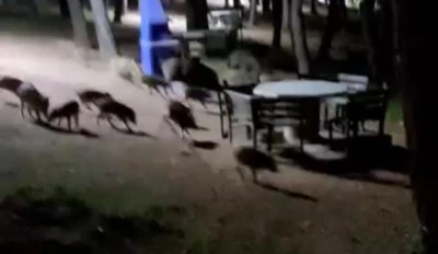 Bursa Nil&uuml;fer'de domuz s&uuml;r&uuml;s&uuml;