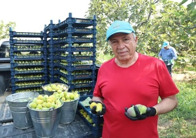 Bursa Nil&uuml;fer'de incir hasadı başladı: 10 ton verim bekleniyor! 