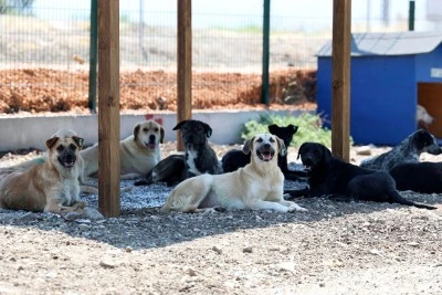 Bursa Nil&uuml;fer&rsquo;de sahipsiz hayvanlar i&ccedil;in yeni yuva