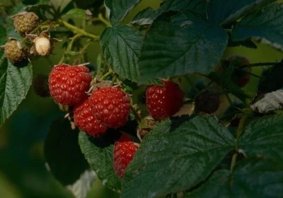 Bursa'nın dağ il&ccedil;elerinde ahududu yeniden canlanıyor