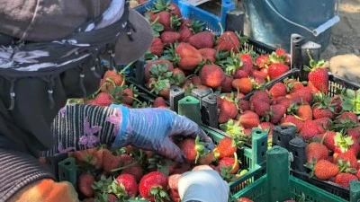 Bursa'nın meşhur Kurşunlu &ccedil;ileğinde yılın ilk hasadı