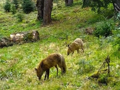 Bursa'nın yaban hayatı fotokapanla g&ouml;r&uuml;nt&uuml;lendi