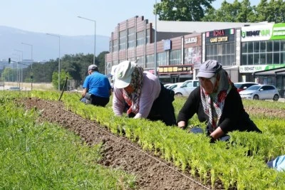 Bursa Osmangazi&rsquo;de &ccedil;i&ccedil;ek kokuları eksik olmayacak