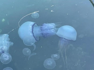 Bursa sahilleri alarm veriyor! 