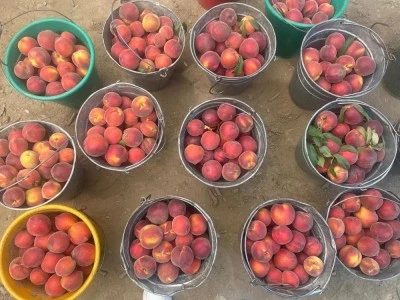 Bursa şeftalisinde hasat başladı