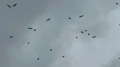 Bursa semalarında leylek s&uuml;r&uuml;s&uuml;