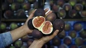 Bursa siyah incirine Avrupa darbesi 