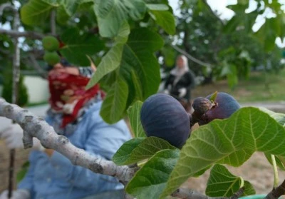 Bursa siyahı incirinde hasat ve ihracat başladı