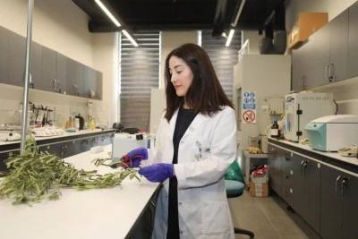 Bursa Teknik &Uuml;niversitesi'nden atık zeytin dallarıyla kuraklığa akıllı &ccedil;&ouml;z&uuml;m