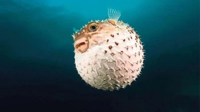 Bursa Teknik &Uuml;niversitesi'nden istilacı balon balığına karşı &ouml;nemli &ccedil;alışma! 