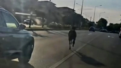 Bursa trafiğinde başıboş at paniği