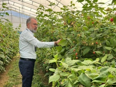 Bursa ve Sırbistan arasında ahududu &uuml;retiminde uluslararası işbirliği adımı