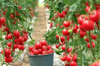 Bursa Yankı Yemek kendi hammaddesini &uuml;retecek