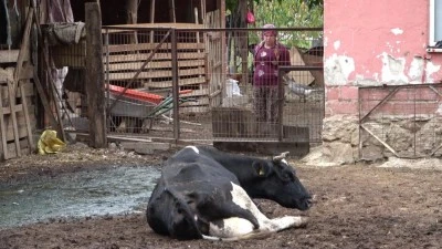 Bursalı besiciler zor durumda! 